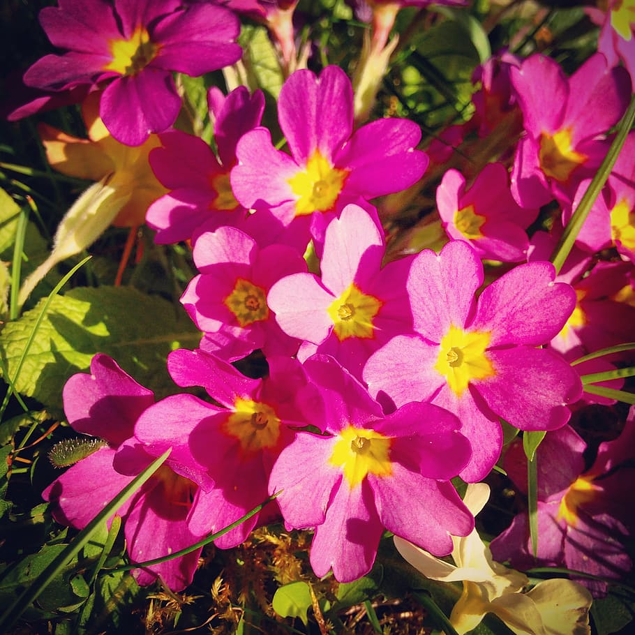 flowers, spring, pink, garden, flowering plant, petal, beauty in nature HD wallpaper