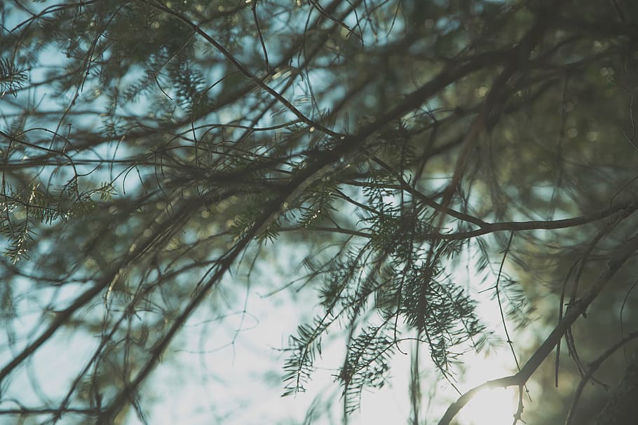branches, leaves, nature, tree, forest, outdoors, plant, no people HD wallpaper