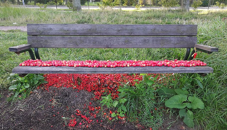 bench, rosehip, red, colors, summer, sweden, plant, freshness HD wallpaper