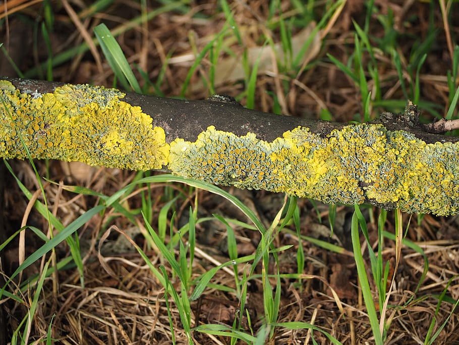 moss, branch, forest, nature, green, tree, aesthetic, close HD wallpaper