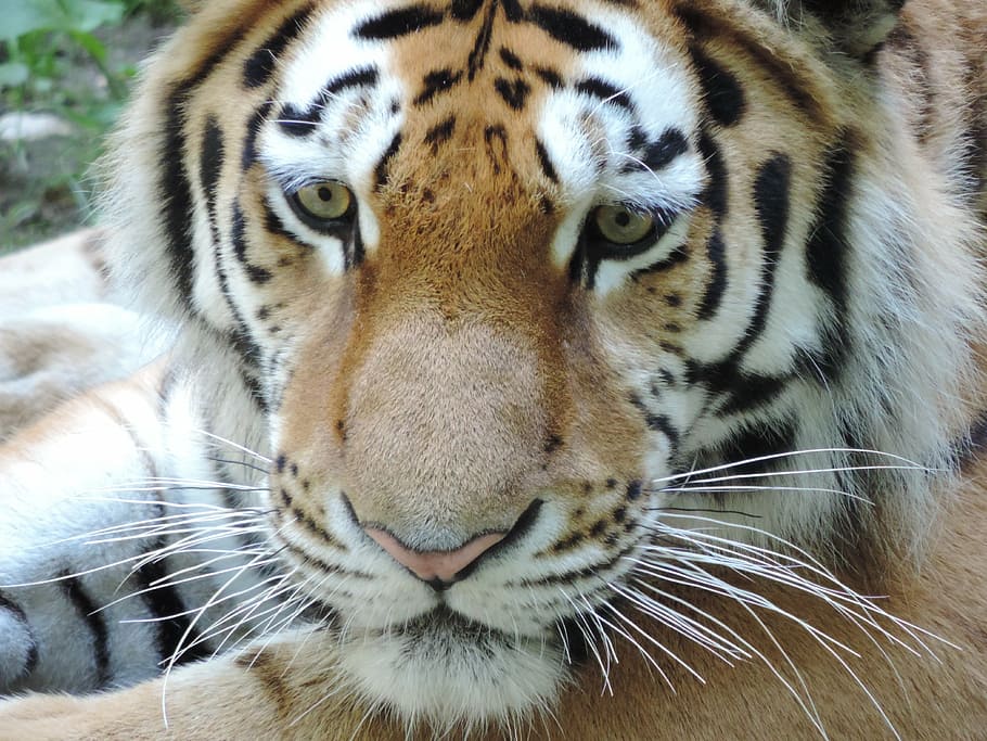 macro photography of brown, white, and black bengal tiger, cat HD wallpaper
