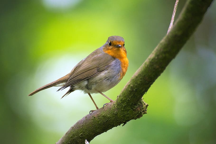 European robin bird, garden, erithacus rubecula, close, small bird HD wallpaper