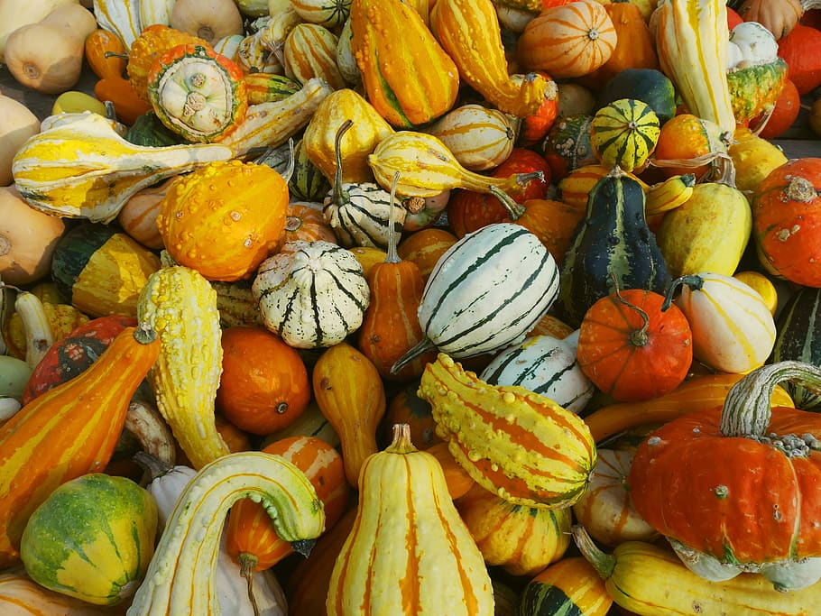 pumpkins, vegetables, autumn, food, rustic, colorful, yellow, HD wallpaper