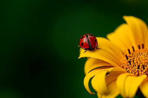 red ladybug perching on yellow flower, insect, beetle, nature HD wallpaper