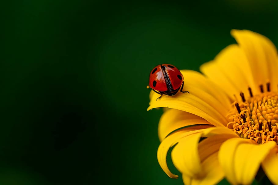 red ladybug perching on yellow flower, insect, beetle, nature HD wallpaper