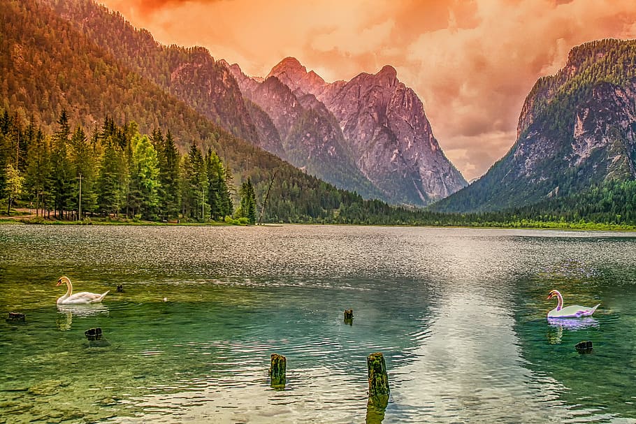 swans on body of water, nature, landscape, lake, mountains HD wallpaper