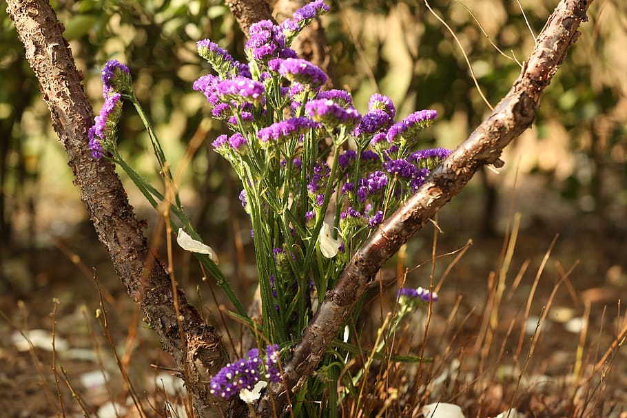 flower, purple, plant, nature, summer, lavender, flowering plant HD wallpaper