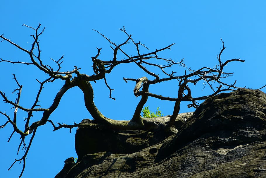 tree, the dryer, rock, sky, solid, rock - object, nature, blue HD wallpaper