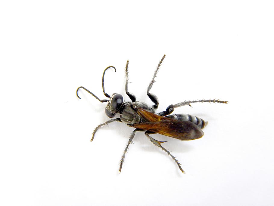 wasp, insects, black, invertebrate, animal, animal themes, white background HD wallpaper