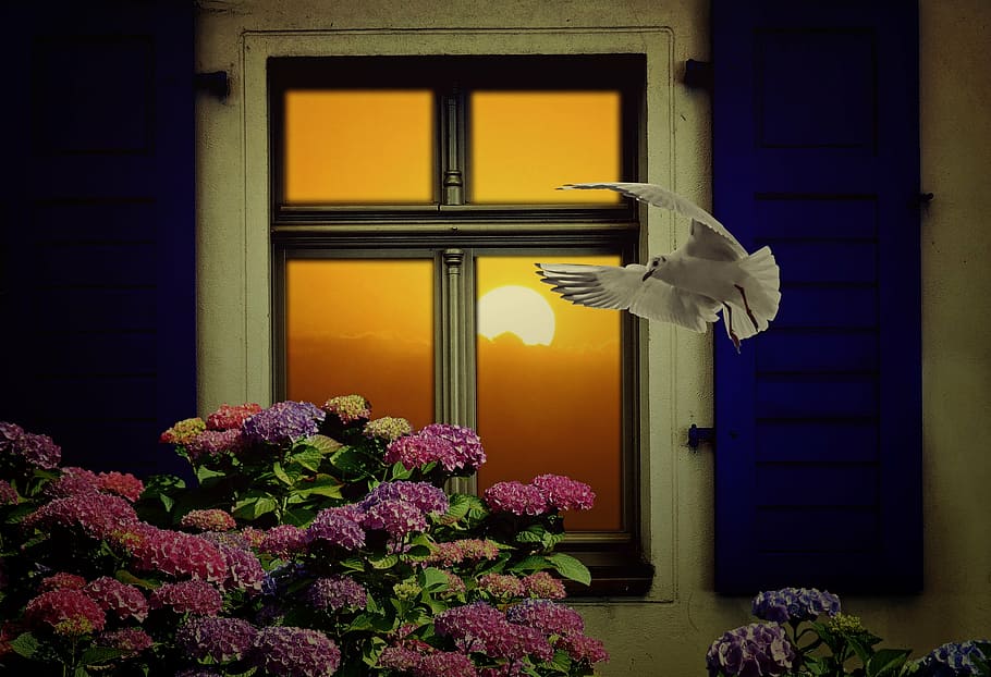 dove and flowers painting, window, sun, still life, decorative HD wallpaper