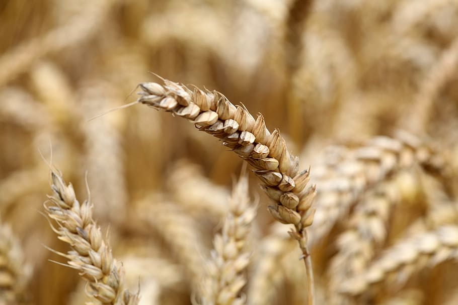 wheat, ear, ripe, field, harvest, summer, sunny, crop, agriculture HD wallpaper