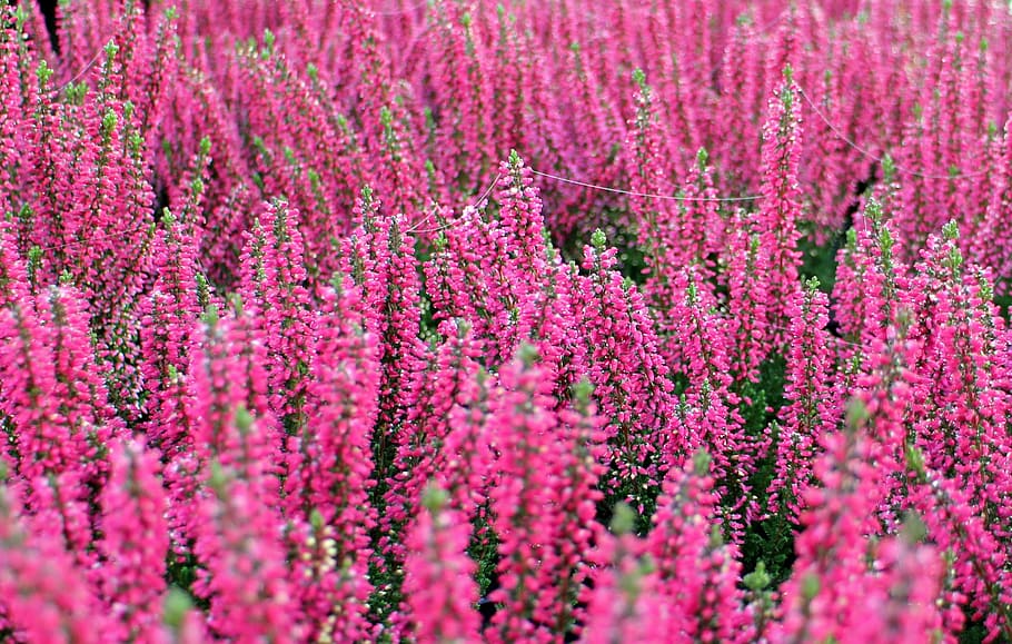 Heather, Erika, Flower, Bloom, autumn, plant, garden, nature HD wallpaper