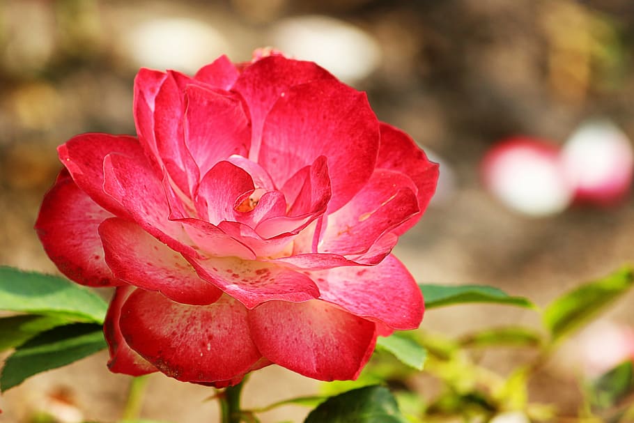 rose, red white, blossom, bloom, floribunda, garden, summer HD wallpaper