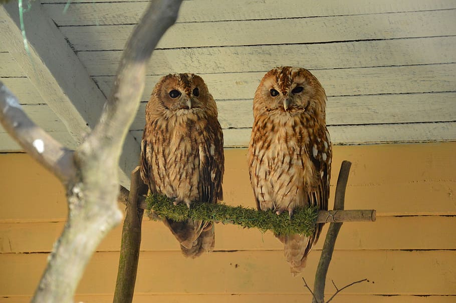 Tawny Owl, Owls, Zoo, Forest, Animal, forest animal, predator, HD wallpaper