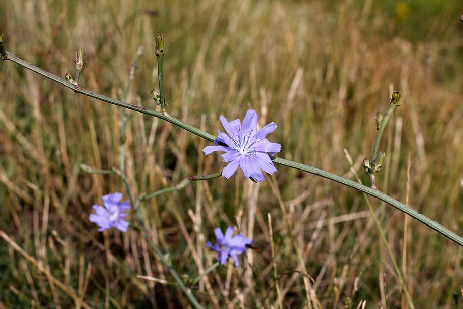 Flower, Cornflower, Wayside, Nature, wild flower, blossomed HD wallpaper