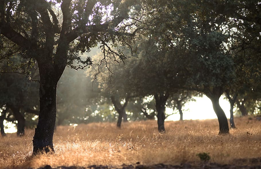 Dehesa, Field, Jaén, Andújar, Mountain, tree, sun, nature HD wallpaper