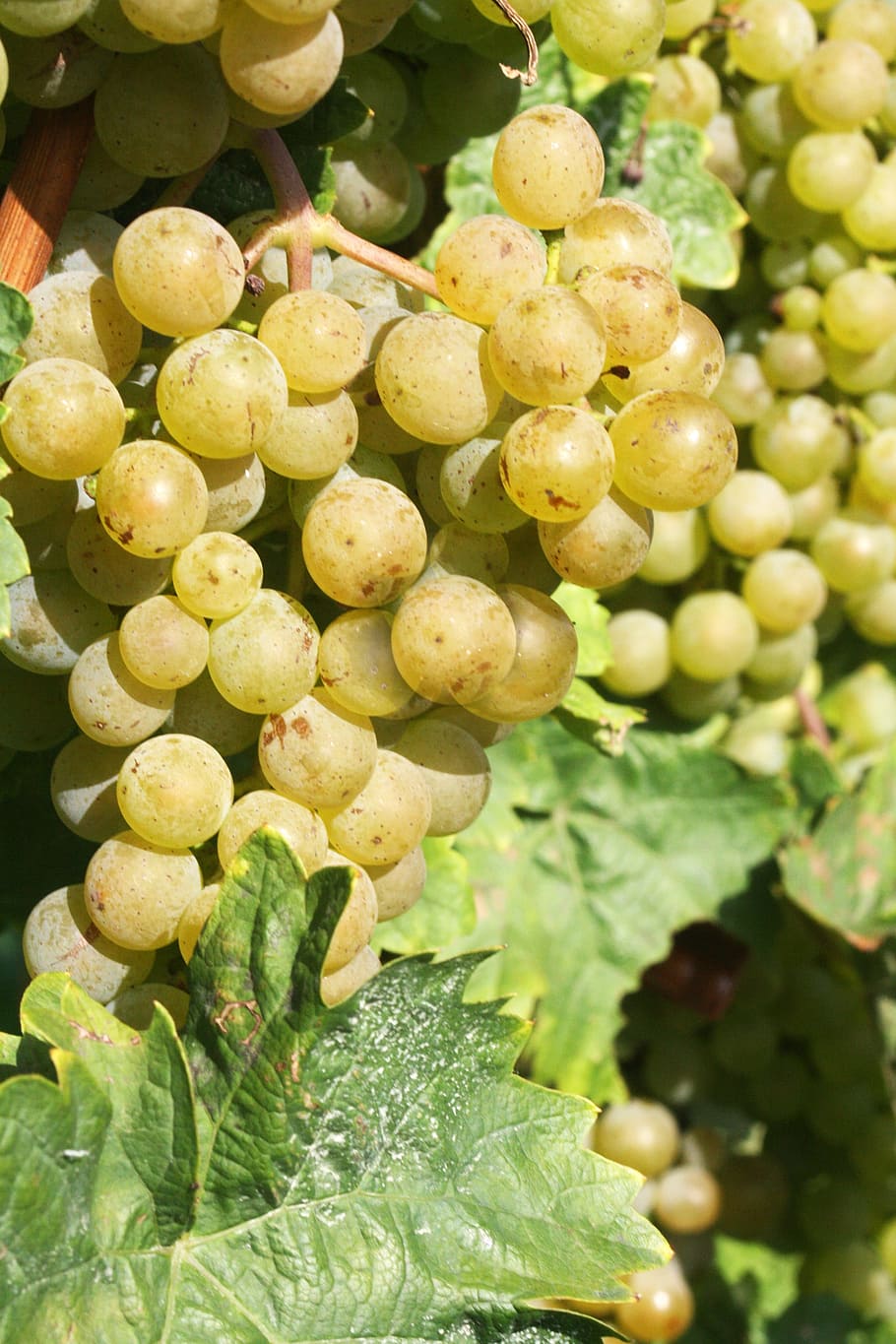 wine, grape, ripe, new wine, vintage, winemaker, fruit, vine HD wallpaper