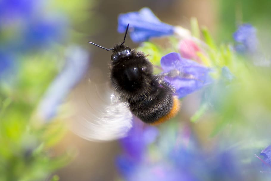 Bee, Closeup, Insect, Nature, Wings, garden, macro, natural HD wallpaper