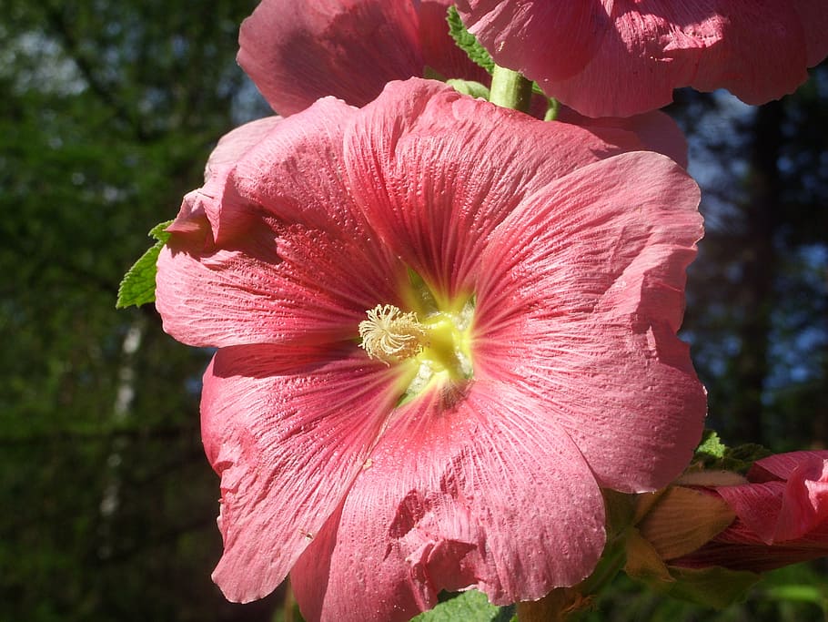 summer, red, plant, nature, flower, beauty, mallow, flowering plant HD wallpaper