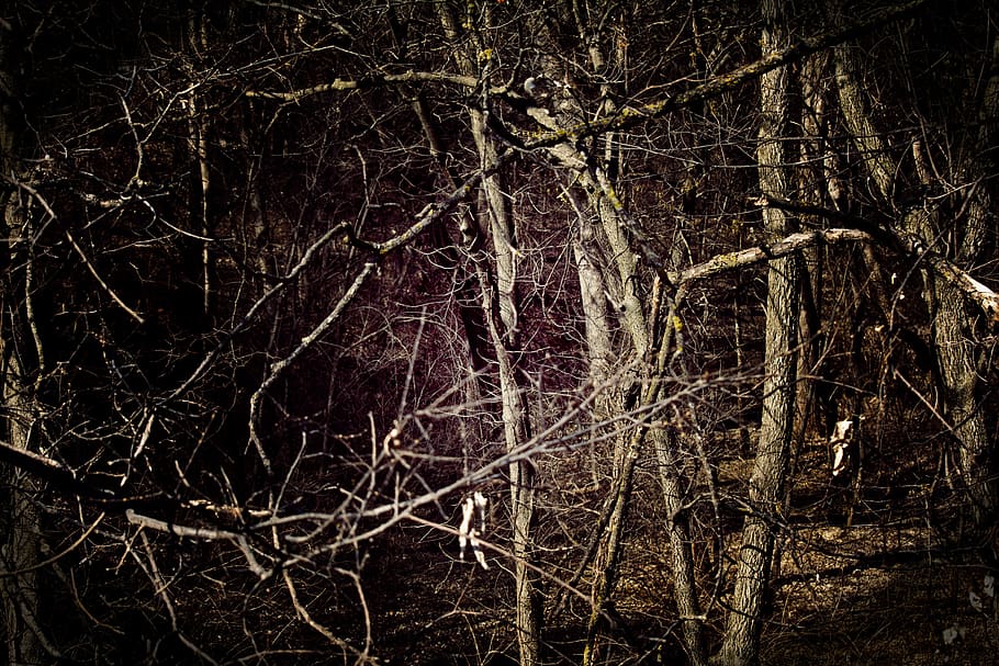 tree, forest, artistic, landscape, plant, branch, nature, no people HD wallpaper
