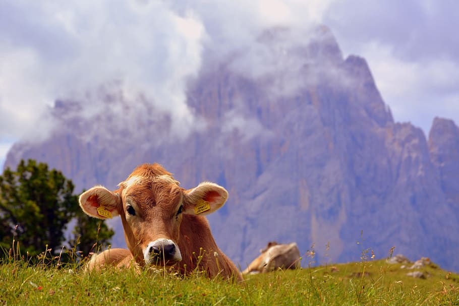 cow, dolomites, rest, prato, tranquility, grass, cattle, livestock HD wallpaper