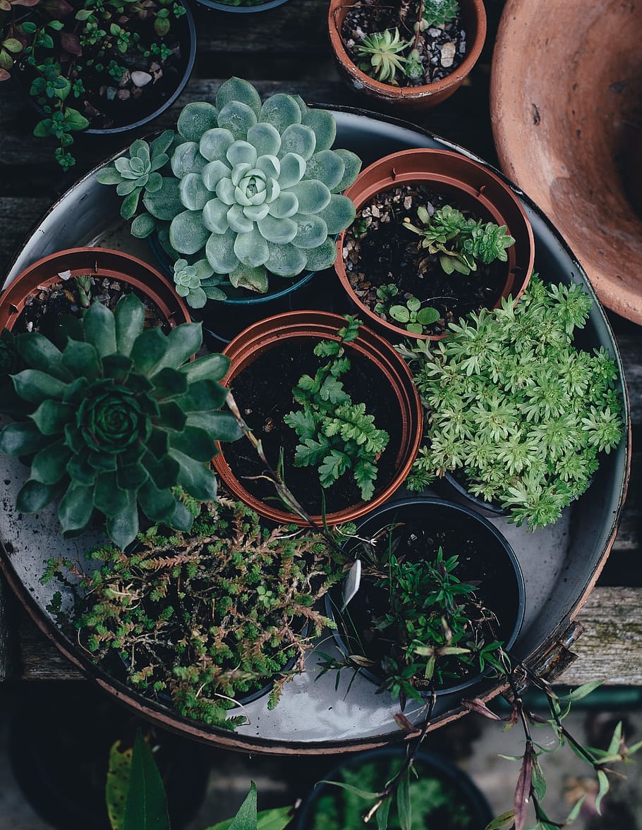 green leaf plants with pots, flora, flower pots, succulent HD wallpaper