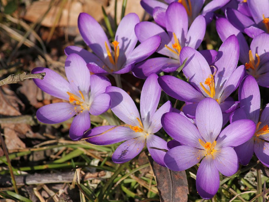 crocus, full bloom, spring, flower, flowering plant, fragility HD wallpaper