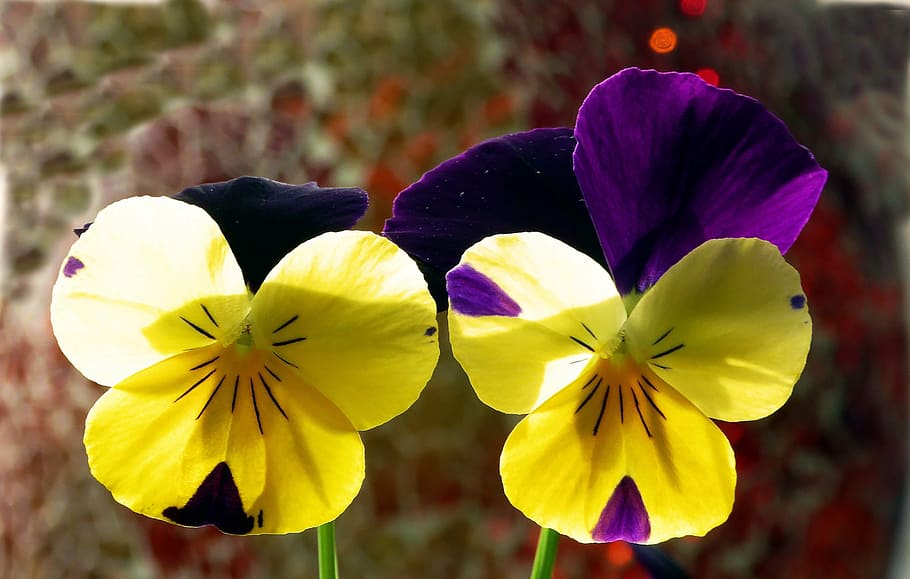 400–500, spring, close, bi color, yellow, flowers, nature HD wallpaper