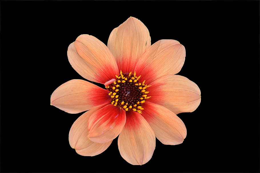 selective focus photography of orange petaled flower, petals