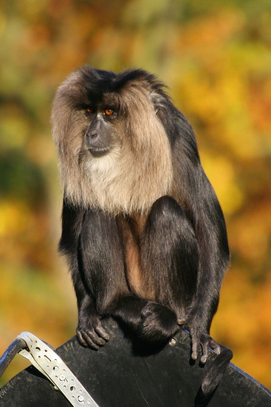 monkey, lion tailed macaque, mammal, sitting, primate, wildlife
