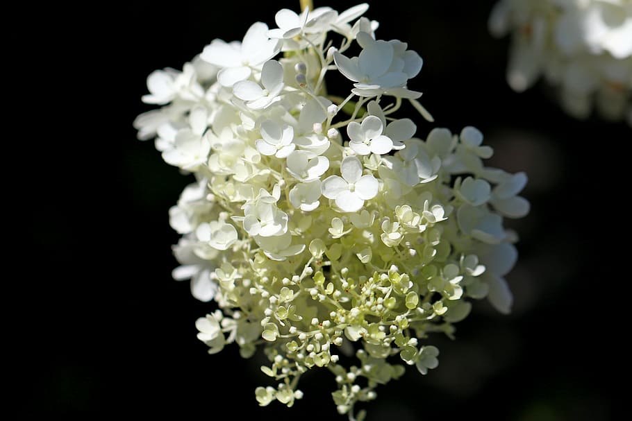 hydrangea, plants, nature, forest, flowers, landscape, park HD wallpaper