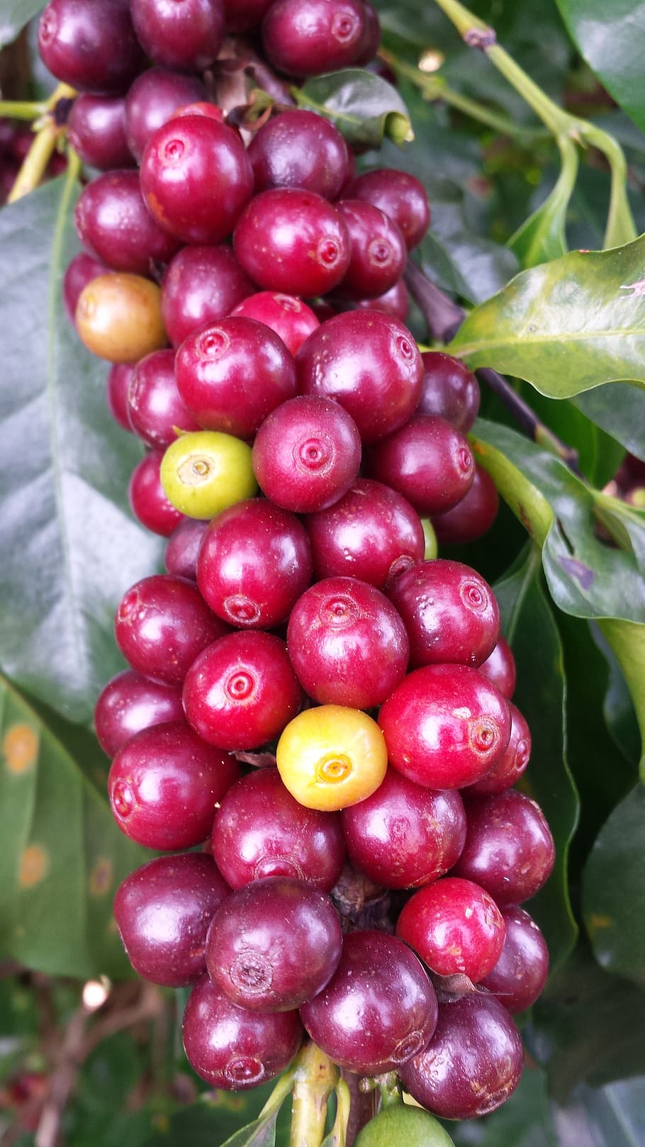 closeup photo of red fruits, coffee, farm, roça, minas, plant, HD wallpaper