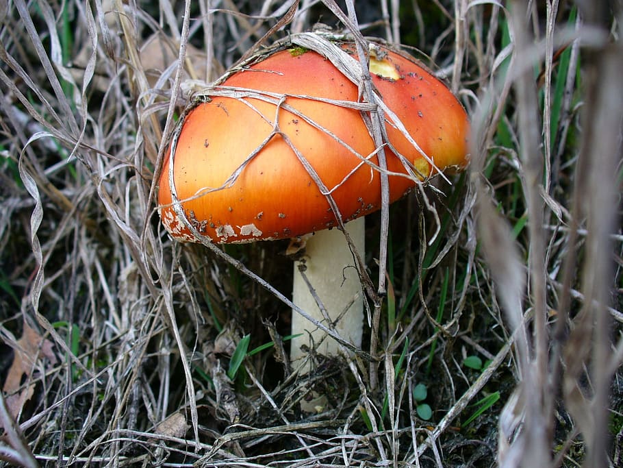 mushroom, nature, forest, leaves, autumn, moss, fly agaric HD wallpaper