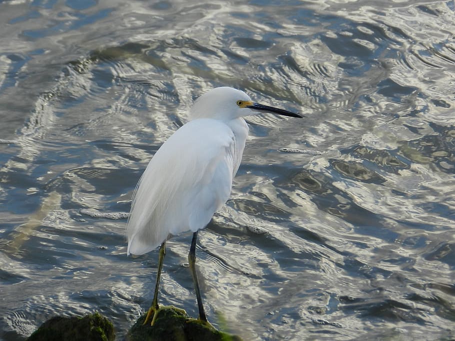 heron, bird, nature, vertebrate, animal themes, animal wildlife HD wallpaper