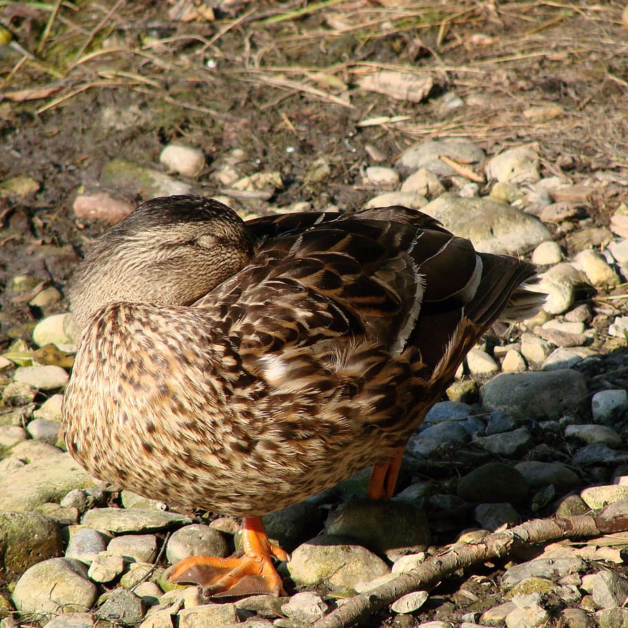 duck, female, resting, fly, wings, feather, wildlife, beak HD wallpaper