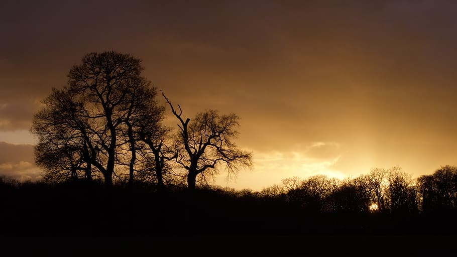 sunset, nature, tree, sky, silhouette, beauty in nature, tranquility HD wallpaper