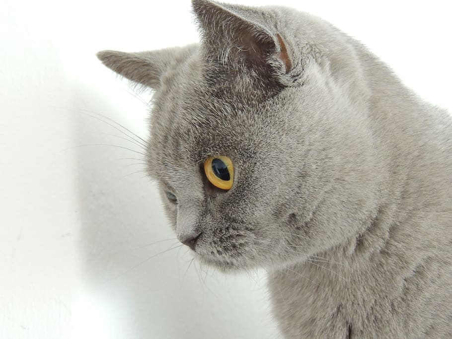 Cat, Gray, Gentle, Caress, Fur, Eyes, gentle caress on, yellow, HD wallpaper