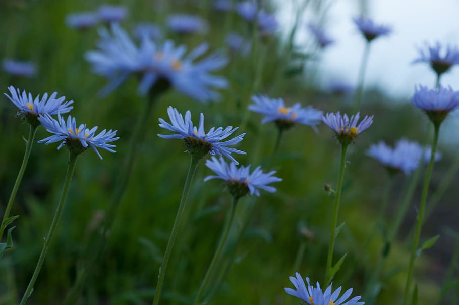 Field, Flower, Purple, Spring, nature, plant, summer, meadow HD wallpaper