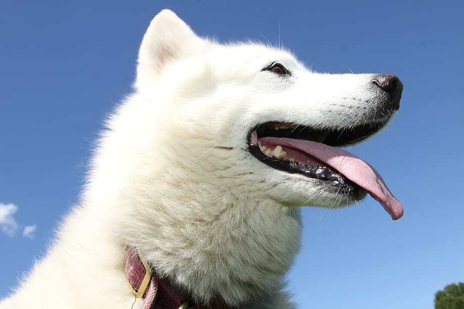 dog, white, summer, outdoors, happiness, one animal, domestic HD wallpaper
