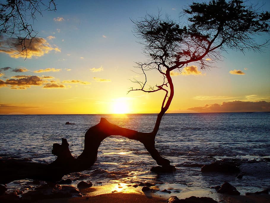 silhouette of bent tree above sea during golden hour, hawaii HD wallpaper