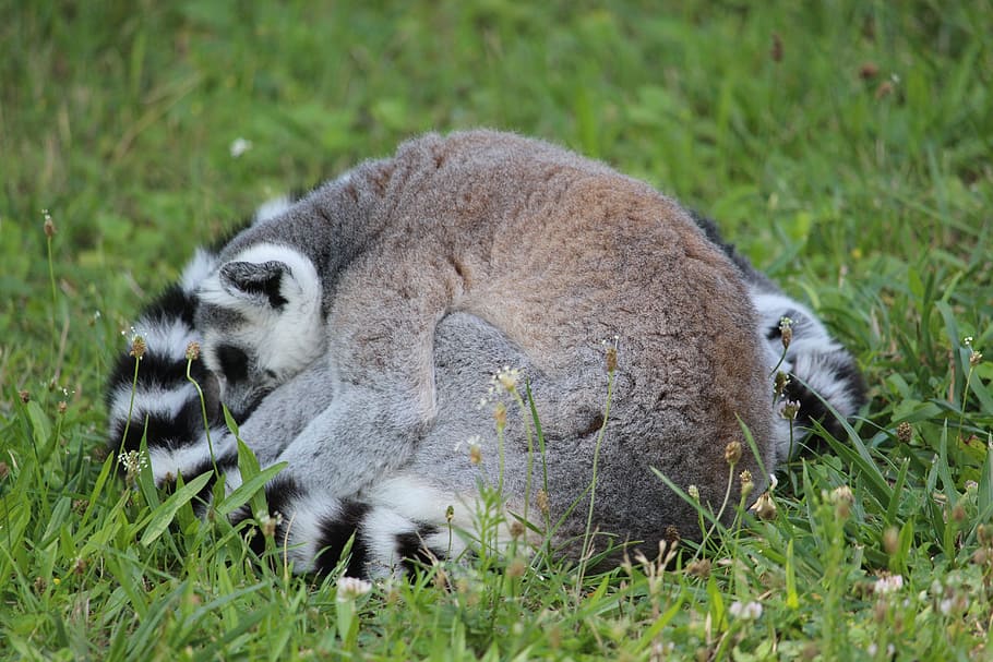 ring-tailed lemur, katta, lemus, rest, animal, sleep, maki HD wallpaper