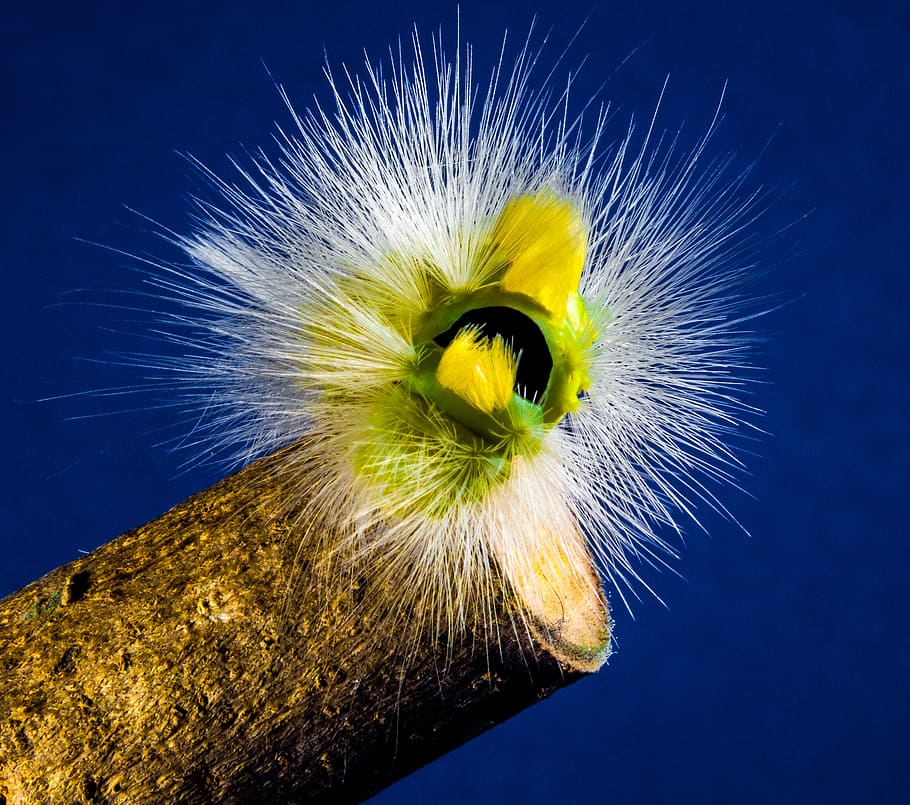 caterpillar, hairy, prickly, close, book track walk, calliteara pudibunda HD wallpaper