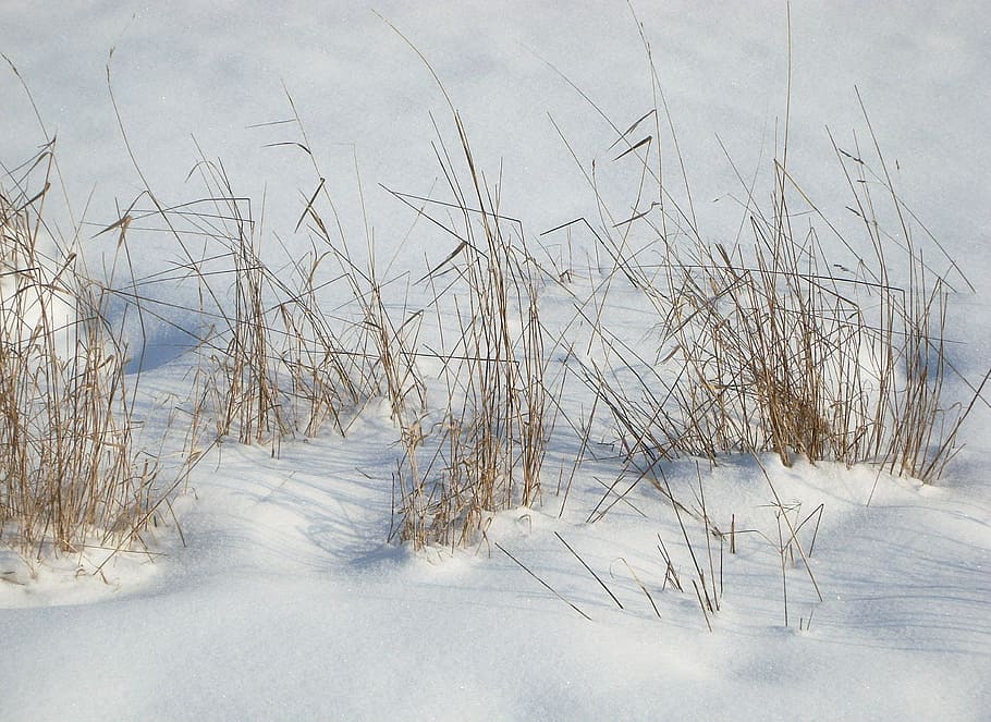 snow, grass, landscape, winter, field, nature, cold, grain HD wallpaper