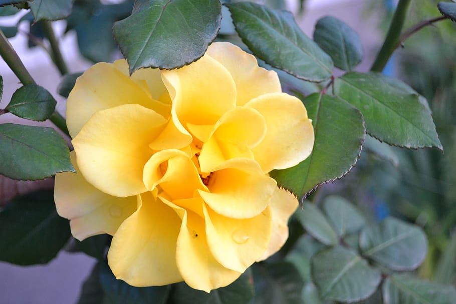 rose, flower, yellow, plant, flowering plant, beauty in nature HD wallpaper
