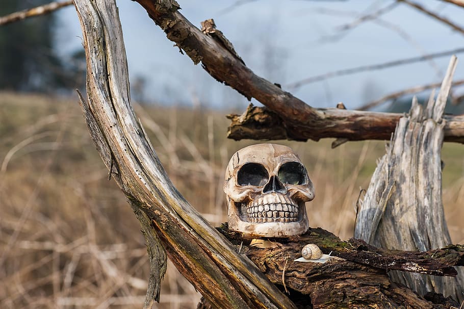 tree stump, skull, morsch, old, weathered, plant, no people HD wallpaper