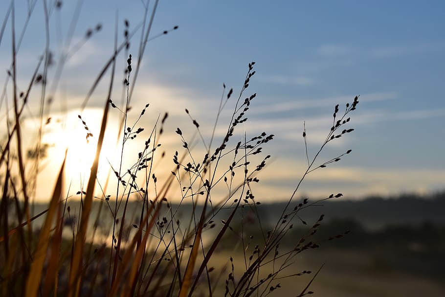 brown grass under sky, grasses, nature, back light, meadow HD wallpaper
