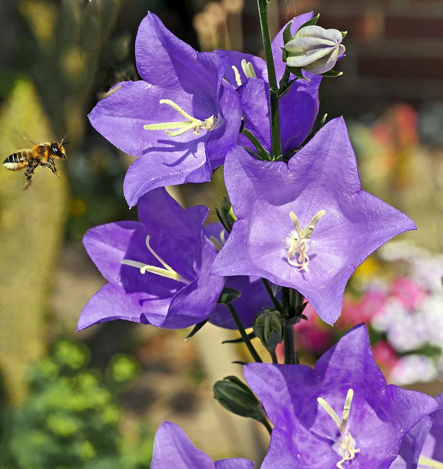 bellflower, chalices, stamens, bee, honey bee, approach, early summer HD wallpaper
