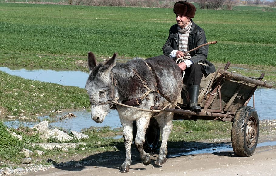 donkey, cart, man, water, rural, poor, mammal, domestic animals HD wallpaper
