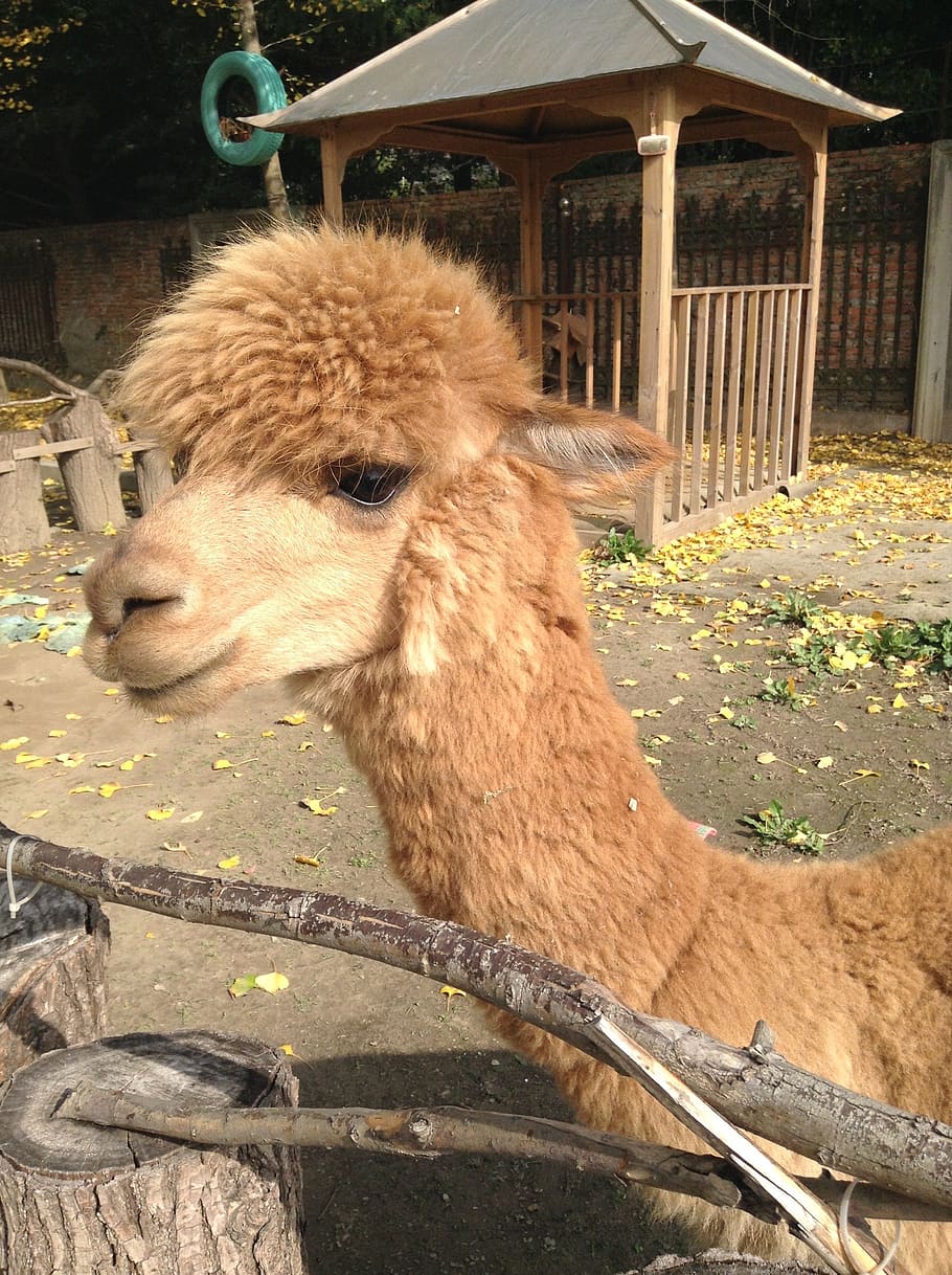 alpaca, animal, moe, mammal, one animal, animal themes, vertebrate HD wallpaper