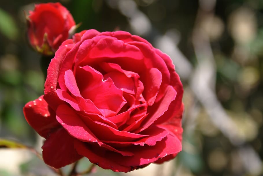 flower, rosa, red, flowering plant, vulnerability, petal, fragility HD wallpaper